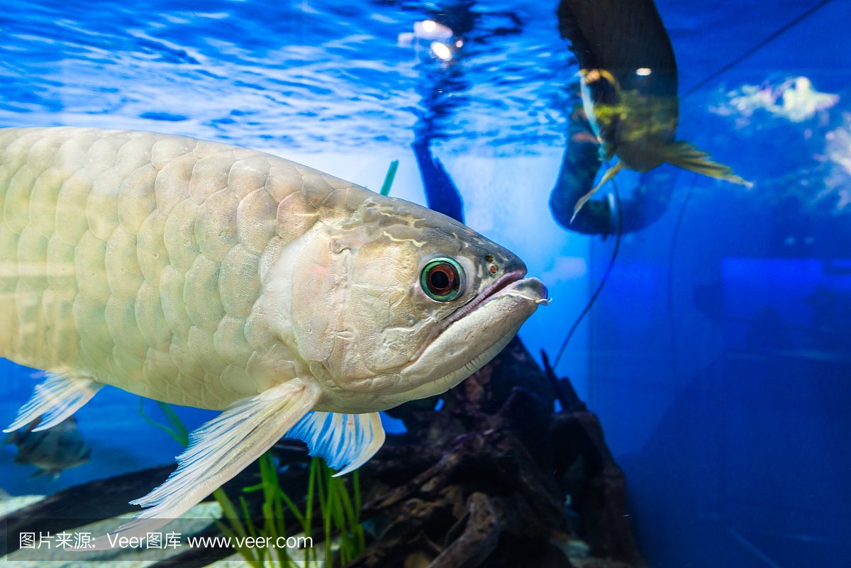 龍魚飼養(yǎng)綠水處理（如何處理龍魚飼養(yǎng)中的綠水問題）