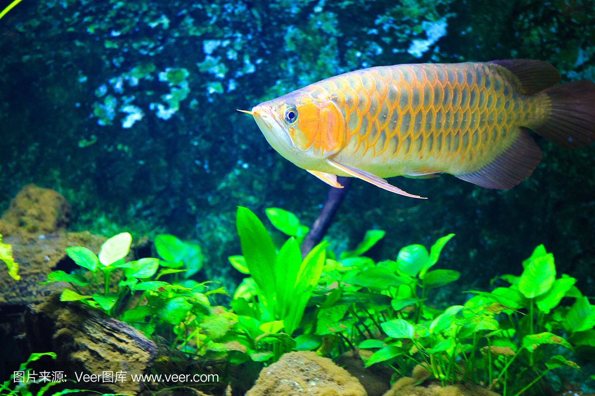 龍魚飼養(yǎng)綠水處理（如何處理龍魚飼養(yǎng)中的綠水問題） 龍魚百科 第5張