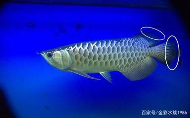 龍魚突然北部發(fā)黑怎么回事（龍魚背部發(fā)黑可能由多種因素引起，龍魚背部發(fā)黑可能與遺傳血統(tǒng)有關(guān)） 龍魚百科 第1張