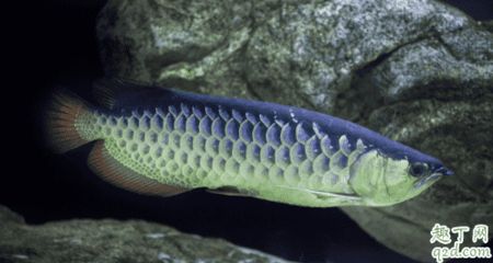 龍魚哪個(gè)貴（金龍魚、紅龍魚、過背金龍魚、銀龍魚的價(jià)格差異） 龍魚百科 第4張