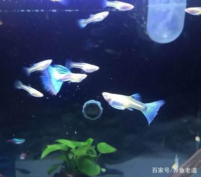 龍魚能和孔雀魚一起養(yǎng)嗎（龍魚和孔雀魚可以混養(yǎng)嗎？）