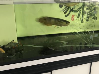 龍魚體表黏液脫落（龍魚體表黏液脫落可能由多種因素引起龍魚體表黏液脫落）