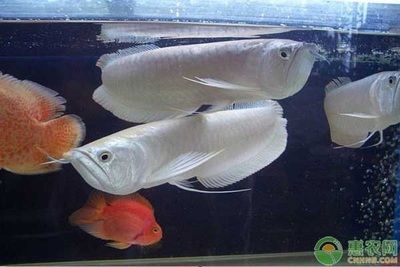 龍魚哪個品種寓意最好（紅龍魚、金龍魚、過背金龍、青龍都是寓意較好的龍魚品種） 龍魚百科 第2張