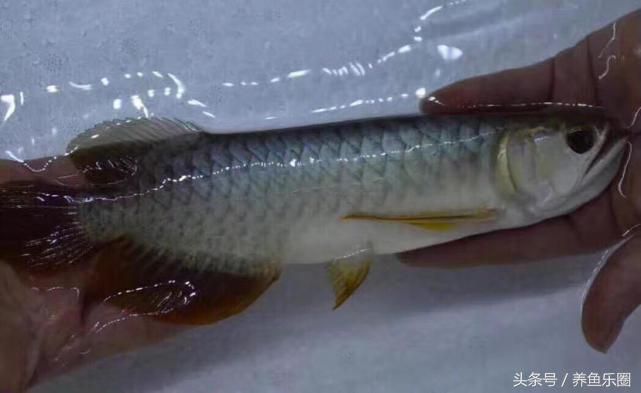 龍魚能不能喂白條（龍魚可以喂食白條魚嗎？） 龍魚百科 第2張