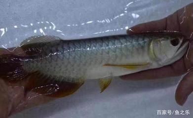 龍魚能不能喂白條（龍魚可以喂食白條魚嗎？） 龍魚百科 第1張