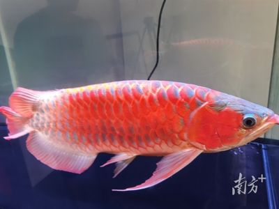 龍魚為什么只在上面游（為什么龍魚只在水面上游動？） 龍魚百科 第2張