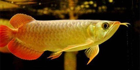 龍魚為什么只在上面游（為什么龍魚只在水面上游動？） 龍魚百科 第5張