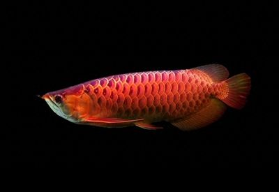 龍魚頭頂花紋（關(guān)于龍魚頭型的信息） 龍魚百科 第5張