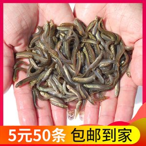 龍魚飼料魚是什么魚（龍魚飼料中常用的魚類和其他活餌，飼養(yǎng)者需要考慮到營(yíng)養(yǎng)需求）