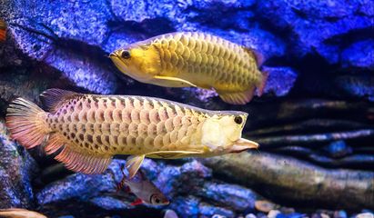 龍魚脫肛能自愈嗎（龍魚脫肛一般情況下不能自愈需要通過適當(dāng)?shù)闹委煼椒ㄟM(jìn)行治療）