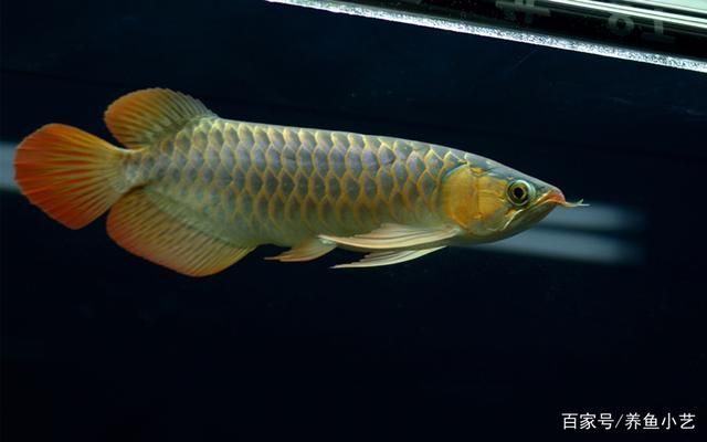 龍魚鰭尾如何拉大（增大龍魚鰭尾的方法）