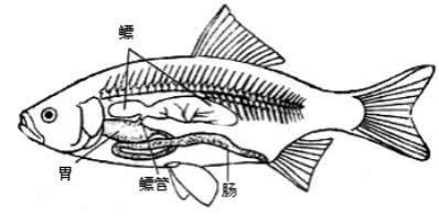 龍魚死后解刨?zèng)]有魚泡怎么回事（如果在解刨龍魚時(shí)沒(méi)有發(fā)現(xiàn)魚泡） 龍魚百科 第3張