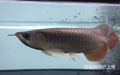 龍魚是泥鰍嗎（龍魚和泥鰍在分類、外觀、生活習(xí)性和用途等方面都有所區(qū)別） 龍魚百科 第3張