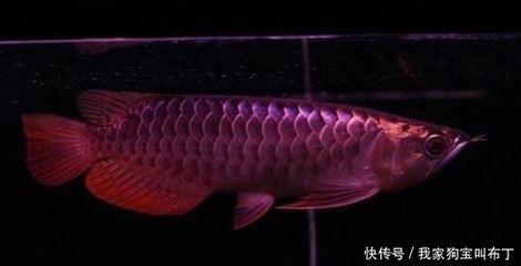 龍魚體表細(xì)菌感染圖解（龍魚體表細(xì)菌感染有哪些典型癥狀）