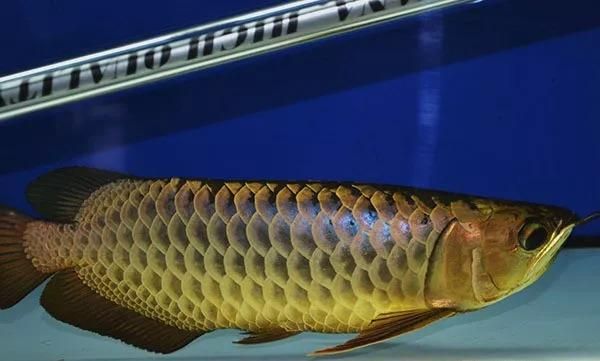 龍魚(yú)趴缸升溫到多少度（龍魚(yú)趴缸時(shí)水溫逐步升溫至26-30攝） 龍魚(yú)百科 第3張