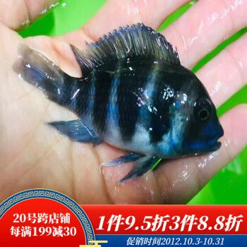 龍魚配伊巴卡怎么樣（伊巴卡魚和龍魚可以混養(yǎng)嗎？） 龍魚百科 第2張