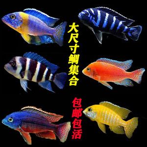 龍魚配伊巴卡怎么樣（伊巴卡魚和龍魚可以混養(yǎng)嗎？） 龍魚百科 第5張