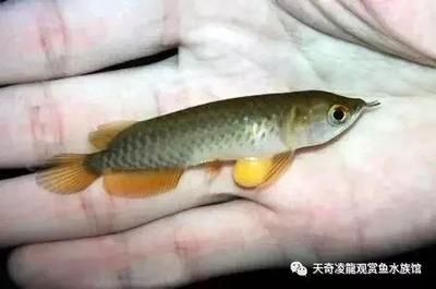 龍魚內(nèi)細菌感染的癥狀（龍魚細菌感染是一種常見疾病，它可能會導(dǎo)致一系列的癥狀）