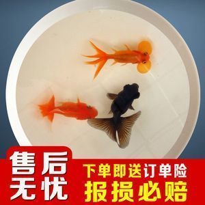 龍魚(yú)能跟飼料魚(yú)一塊養(yǎng)嗎（探討龍魚(yú)與飼料魚(yú)是否可以混養(yǎng)之前） 龍魚(yú)百科 第3張