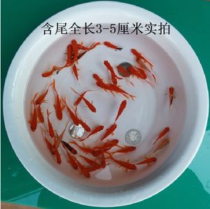 龍魚(yú)能跟飼料魚(yú)一塊養(yǎng)嗎（探討龍魚(yú)與飼料魚(yú)是否可以混養(yǎng)之前） 龍魚(yú)百科 第5張