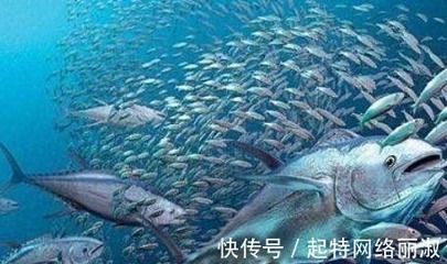 龍魚水的ph太低怎么辦（養(yǎng)龍魚水質(zhì)ph值低怎么辦） 龍魚百科 第3張