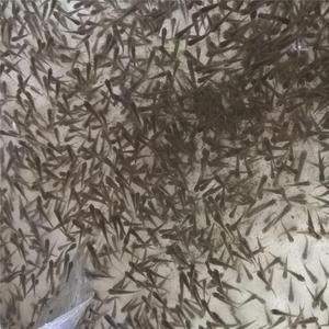 龍魚飼料魚哪種好（如何選擇龍魚飼料） 龍魚百科 第5張