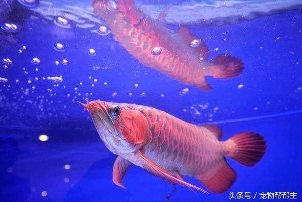 龍魚是國家保護(hù)魚類嗎（龍魚屬于國家保護(hù)動物嗎？） 龍魚百科 第3張