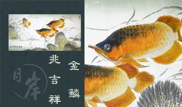 龍魚(yú)七彩神仙混養(yǎng)吉祥嗎（龍魚(yú)和七彩神仙魚(yú)可以混養(yǎng)嗎？） 龍魚(yú)百科 第3張