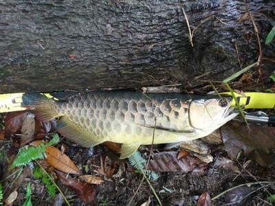 龍魚為什么停在水面上（龍魚停在水面上可能由多種因素引起龍魚停在水面上） 龍魚百科 第2張