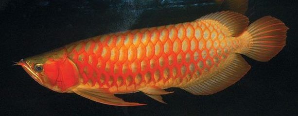 龍魚(yú)品種尺寸大?。ú煌贩N的龍魚(yú)品種及其尺寸大小的詳細(xì)介紹龍魚(yú)品種及其尺寸大小） 龍魚(yú)百科 第4張