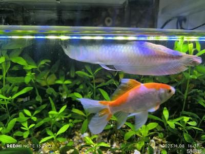 龍魚(yú)天冷不吃怎么辦（龍魚(yú)天冷不吃東西怎么辦）