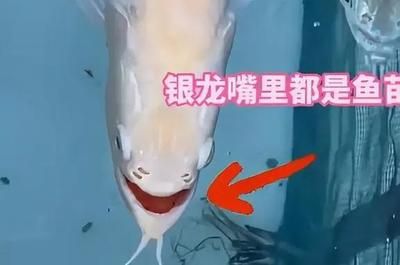 龍魚怕人（龍魚為什么怕人？） 龍魚百科 第2張