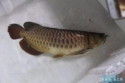 龍魚龍魚麻醉后四個小時了沒有恢復過來是不是死掉了（龍魚在麻醉后四個小時未恢復過來可能有以下幾個原因） 龍魚百科 第2張