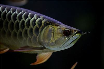 龍魚跳缸是兇是吉（龍魚跳缸是吉兆嗎？） 龍魚百科 第2張