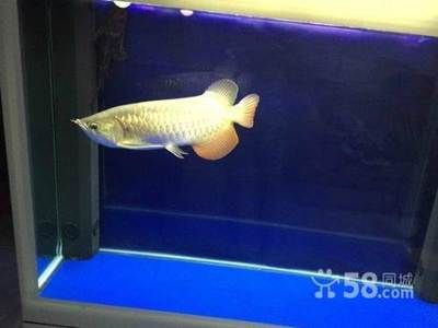 龍魚掃碼是怎么回事（鷹牌龍魚晶片掃碼器） 龍魚百科 第2張