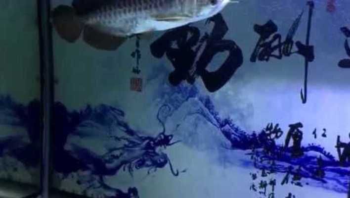 龍魚跳了幾次缸魚體來發(fā)現(xiàn)異常是不是外寄生蟲進(jìn)食也不比從前基本不吃（龍魚跳缸和食欲下降的兩種情況可能與外寄生蟲有關(guān)） 龍魚百科 第2張