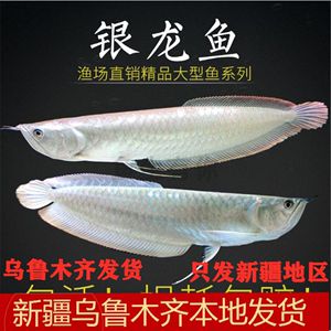 龍魚(yú)喂凍蝦和活魚(yú)哪個(gè)好（飼養(yǎng)龍魚(yú)時(shí)選擇合適的飼料對(duì)其健康和成長(zhǎng)至關(guān)重要） 龍魚(yú)百科 第3張