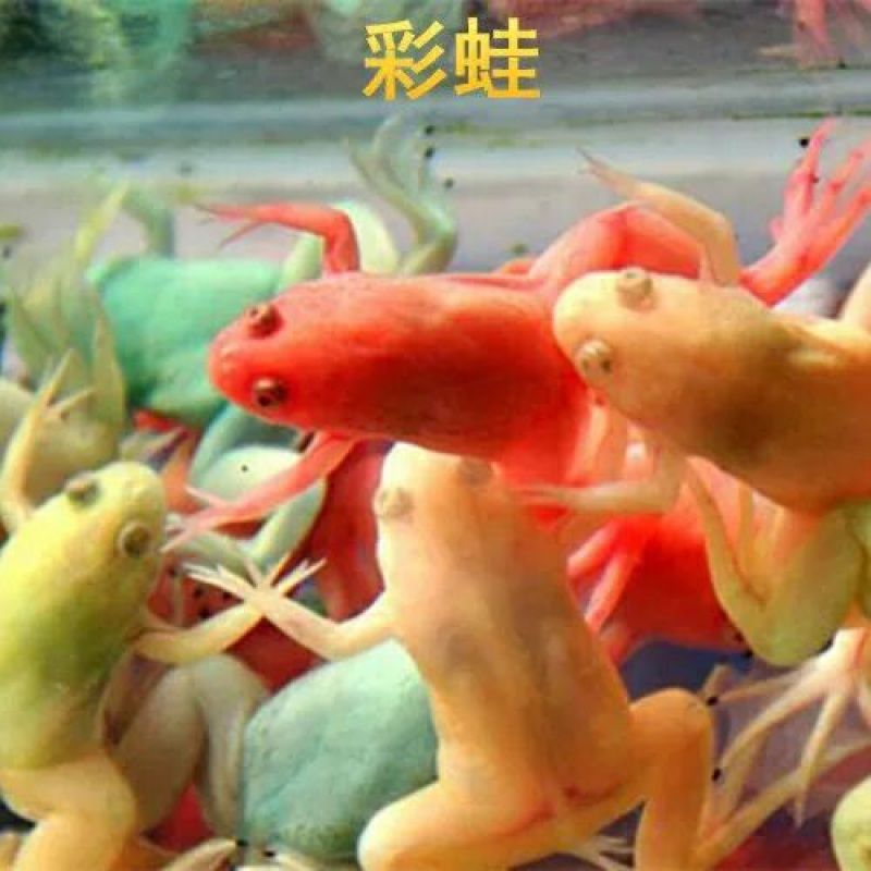 龍魚能冷水養(yǎng)嗎（龍魚不可以用冷水養(yǎng)嗎？）