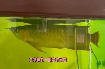 龍魚能下千五鹽嗎（龍魚養(yǎng)殖中使用鹽分的信息需要明確“千五鹽”是指鹽的濃度） 龍魚百科 第4張