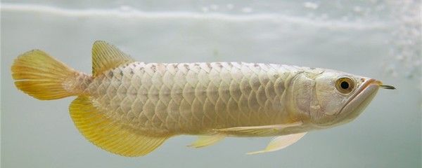 龍魚水溫32度可以嗎（龍魚可以在32度的水溫下生長嗎？） 龍魚百科 第1張