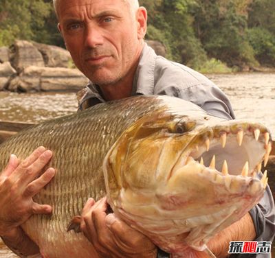 龍魚食人魚（龍魚和食人魚是否適合混養(yǎng)尚無明確的答案一般不建議混養(yǎng)在一起） 龍魚百科 第5張