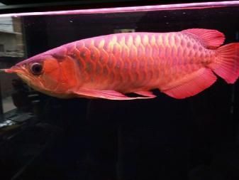 龍魚起水泡用仟湖5號還是4號（龍魚起水泡使用仟湖5號藥水） 龍魚百科 第5張