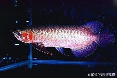 龍魚(yú)傷口下青霉素會(huì)怎么樣（使用青霉素治療龍魚(yú)時(shí)需要注意以下幾點(diǎn)）