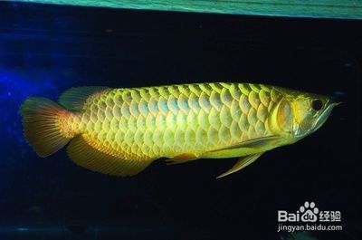 龍魚(yú)為什么總在水底怎么辦（龍魚(yú)總在水底游動(dòng)可能由多種原因引起，以下原因和相應(yīng)的解決方案） 龍魚(yú)百科 第3張