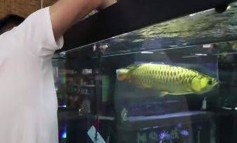 龍魚麻醉后恢復(fù)不過來（如何處理麻醉后的龍魚） 龍魚百科 第3張