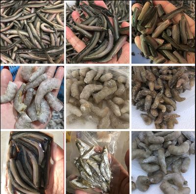 龍魚飼料是喂凍小魚好還是凍蝦好？（凍小魚和凍蝦哪個(gè)更好）