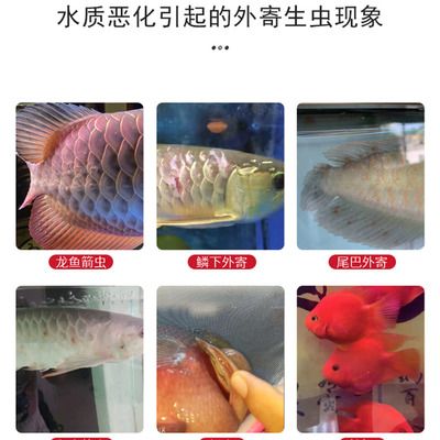 龍魚(yú)外寄生蟲(chóng)有什么表現(xiàn)和癥狀（龍魚(yú)外寄生蟲(chóng)的癥狀）