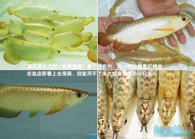 龍魚水發(fā)黃（魚缸水發(fā)黃怎么辦） 龍魚百科 第1張