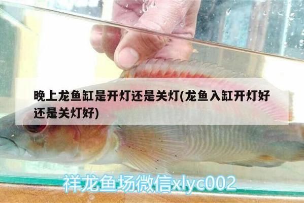 龍魚入缸是關(guān)燈還是開燈（當(dāng)龍魚剛?cè)敫讜r(shí)，最好先關(guān)燈，讓它們在黑暗中適應(yīng)新環(huán)境） 龍魚百科 第3張