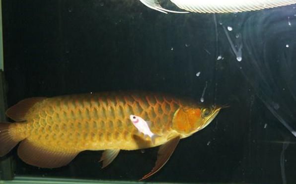 龍魚(yú)鰭上有疙瘩（龍魚(yú)鰭上出現(xiàn)疙瘩可能由多種原因引起，可能由多種原因引起）